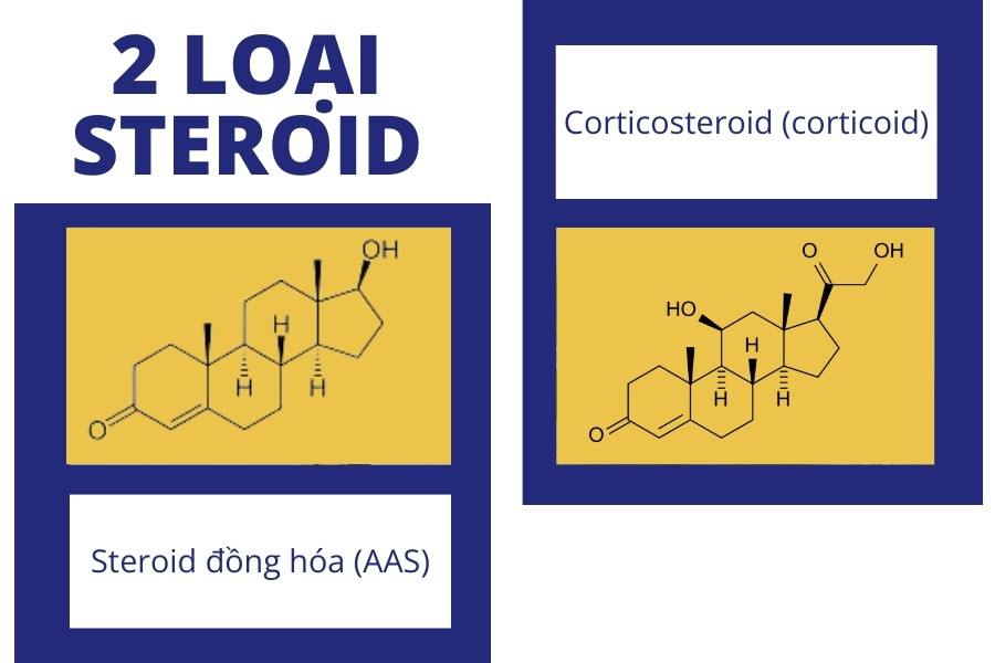 Steroid có 2 loại là steroid đồng hóa và corticosteroid Steroid có 2 loại là steroid đồng hóa và corticosteroid