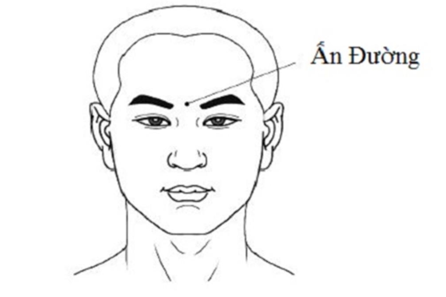 Vận mệnh - tướng số lông mày La Hán ở nam, nữ tốt hay xấu? 2 Ấn đường hay còn gọi là cung mệnh, là yếu tố ảnh hưởng đến số mệnh của một người