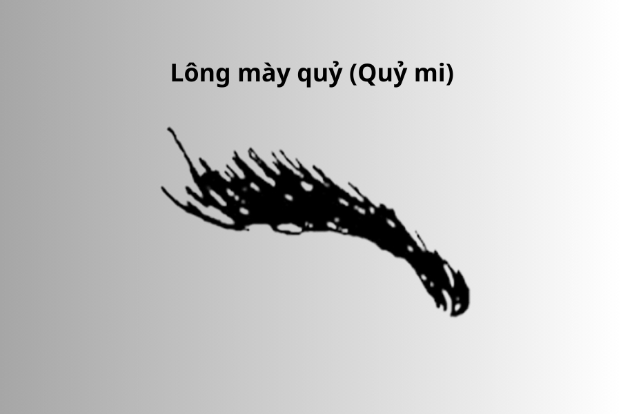 Lông mày quỷ có đặc điểm sợi mày to, thô cứng và đen