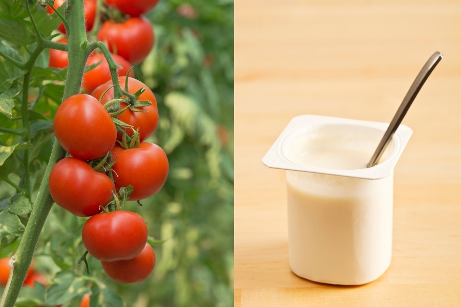 Mặt nạ cà chua và sữa chua không đường cũng là sự lựa chọn tuyệt vời dành cho bạn. làm mặt nạ cà chua và mật ong