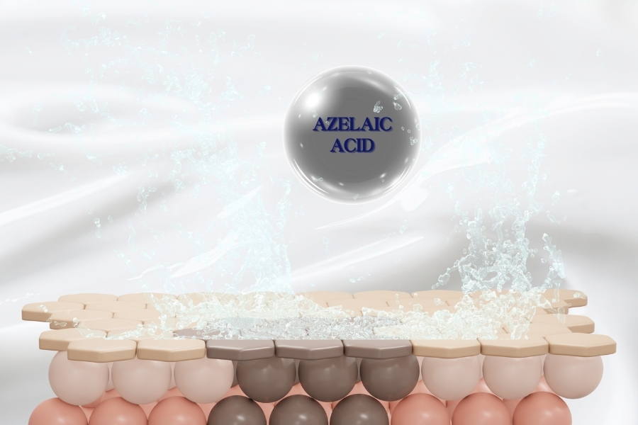 Bằng cách ức chế hoạt động của enzyme tyrosinase, Azelaic Acid sẽ giúp giảm melanin trong tế bào hắc tố Bằng cách ức chế hoạt động của enzyme tyrosinase, Azelaic Acid sẽ giúp giảm melanin trong tế bào hắc tố