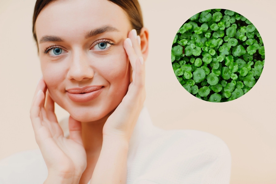 Rau má còn có khả năng chống lại những tác động có hại của tia UV, ngăn chặn nguy cơ phát triển ung thư và lão hóa. đắp mặt nạ rau má giúp ngăn ngừa lão hóa