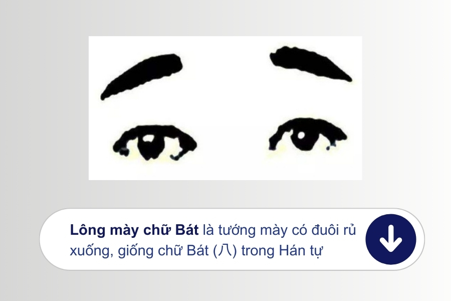 Lông mày chữ Bát có đuôi rũ xuống, sợi lông mày hơi cứng và thô Lông mày chữ Bát có đuôi rũ xuống, sợi lông mày hơi cứng và thô