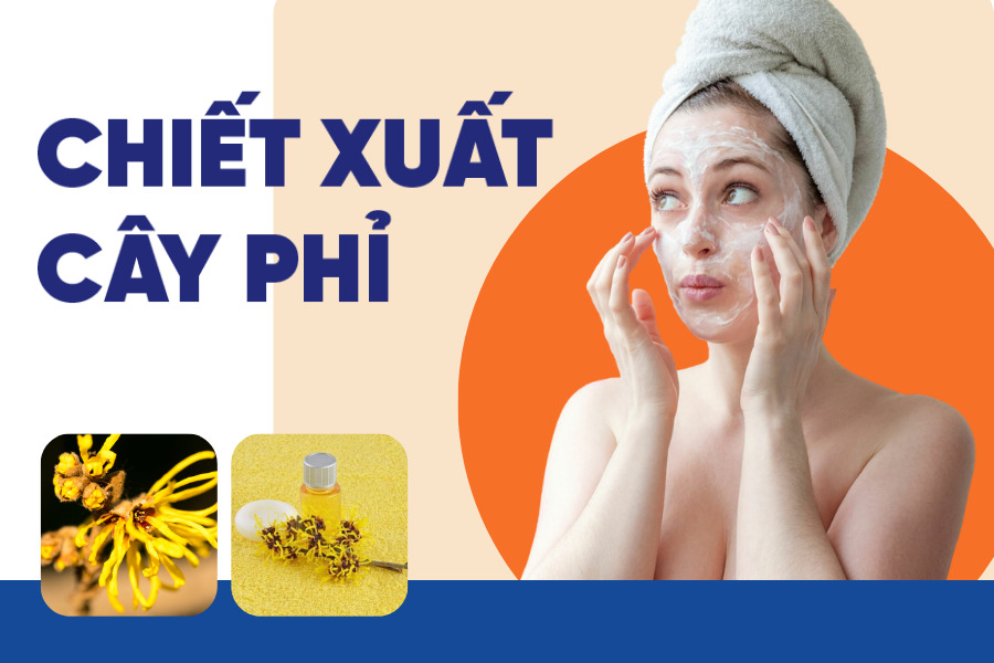 Sử dụng chiết xuất cây phỉ để làm giảm mụn ở mép môi