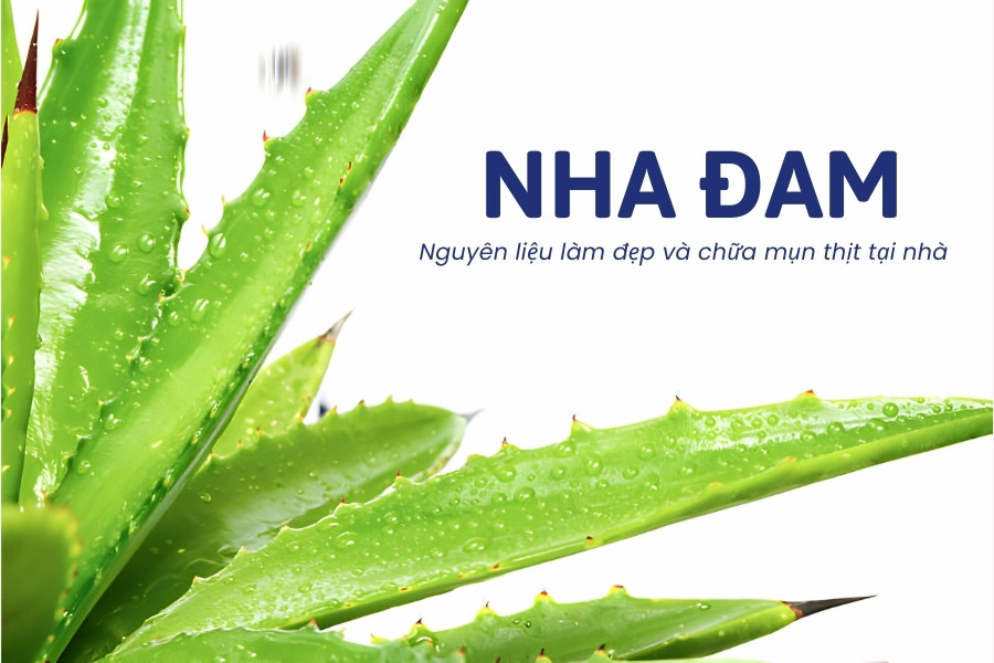 Nha đam là nguyên liệu tự nhiên lành tính giúp chị em đánh bật những nốt mụn thịt cứng đầu Nha đam là nguyên liệu tự nhiên lành tính giúp chị em đánh bật những nốt mụn thịt cứng đầu