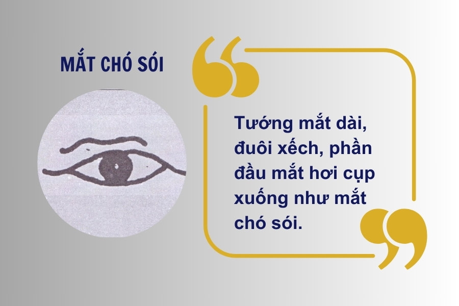 Người có mắt sói thường hay soi mói vào lỗi sai của người khác