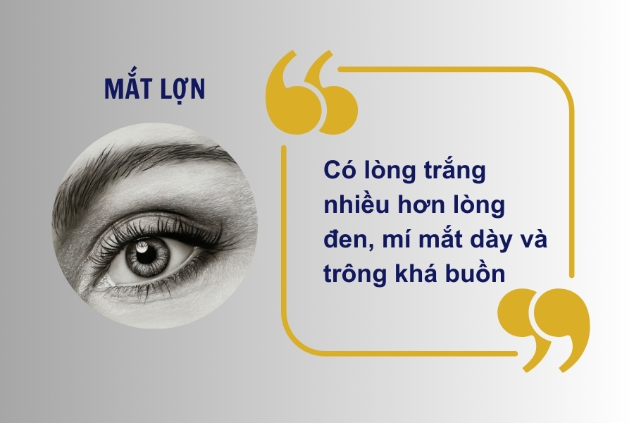 Mắt lợn có mí mắt dày, lòng đen và lòng trắng không phân minh