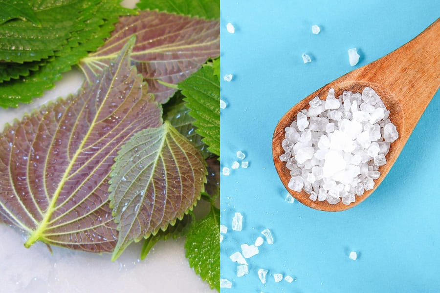 Xông lá tía tô với muối biển giúp cải thiện độ đàn hồi cho da