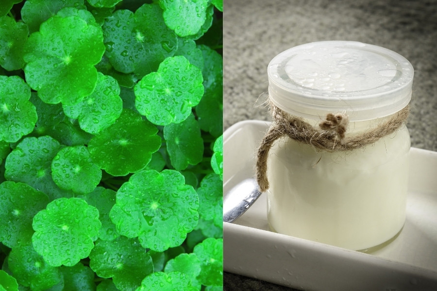 Mặt nạ rau má và sữa chua không chỉ giúp làm mờ vết thâm nám mà còn nuôi dưỡng làn da mịn màng, sáng khỏe. làm mặt nạ rau má và sữa chua