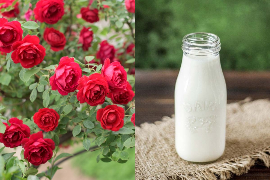 Mặt nạ hoa hồng sữa tươi giúp da sáng mịn màng