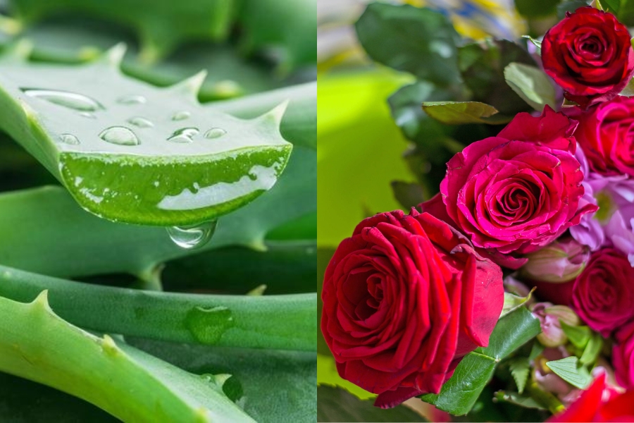 Mặt nạ hoa hồng và nha đam dịu da, giảm kích ứng