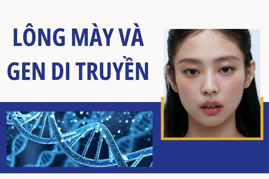 Gen di truyền và lông mày có mối quan hệ mật thiết với nhau Gen di truyền và lông mày có mối quan hệ mật thiết với nhau