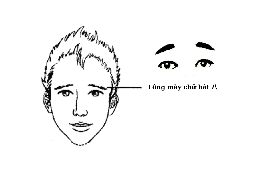 Người có lông mày chữ bát có nét tướng phú quý, là người làm việc lớn