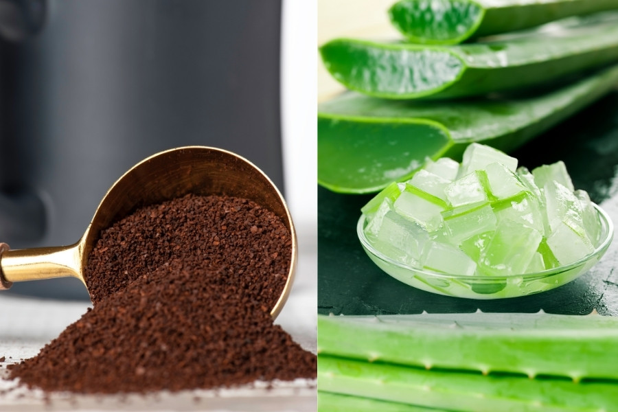 Tẩy tế bào chết bằng bã cà phê và nha đam đơn giản