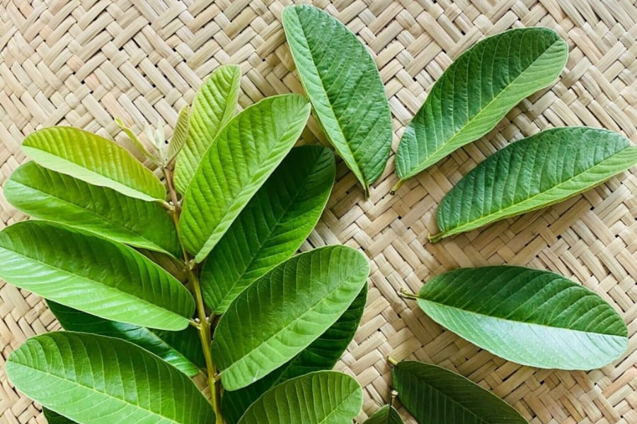 Xông hơi mặt bằng lá ổi duy trì làn da trẻ trung, trắng mịn Xông hơi mặt bằng lá ổi duy trì làn da trẻ trung, trắng mịn