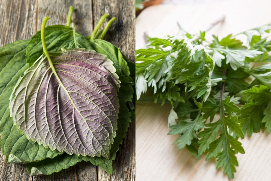 Thu nhỏ lỗ chỗ lông và ngừa mụn với liệu pháp xông mặt bằng lá tía tô với ngải cứu