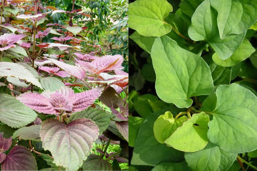 Mờ thâm, giảm nám với công thức xông mặt bằng lá tía tô với diếp lá