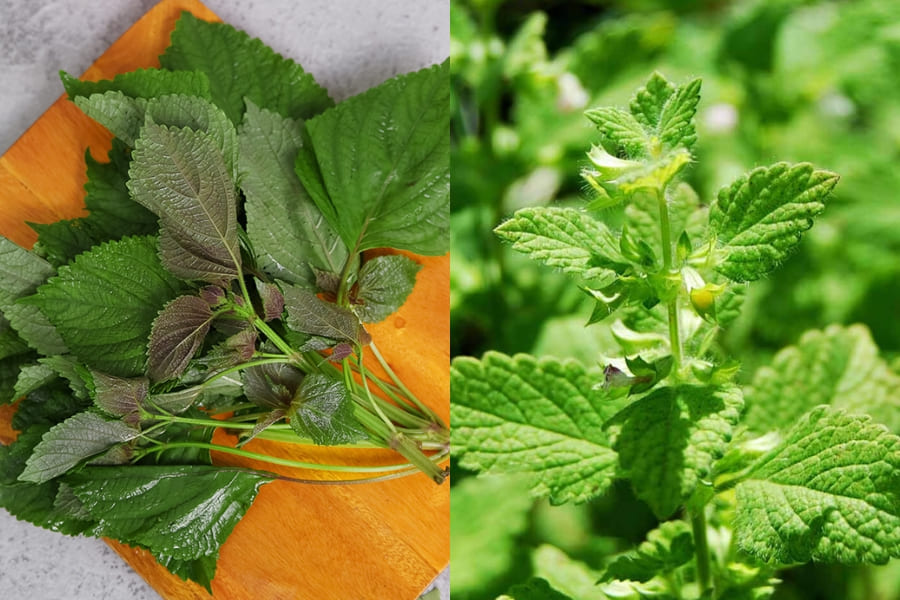 Xông mặt bằng tía tô kinh giới giúp tinh thần thư giãn và mang đến làn da đẹp trắng sáng