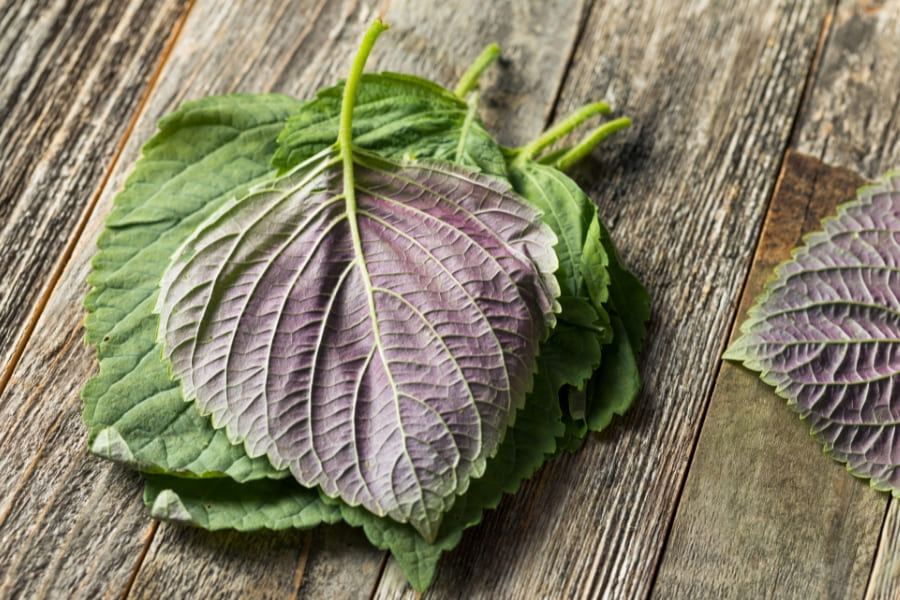 Đẩy bụi bẩn, tẩy tế bào chết hiệu quả khi xông mặt bằng lá tía tô Đẩy bụi bẩn, tẩy tế bào chết hiệu quả khi xông mặt bằng lá tía tô