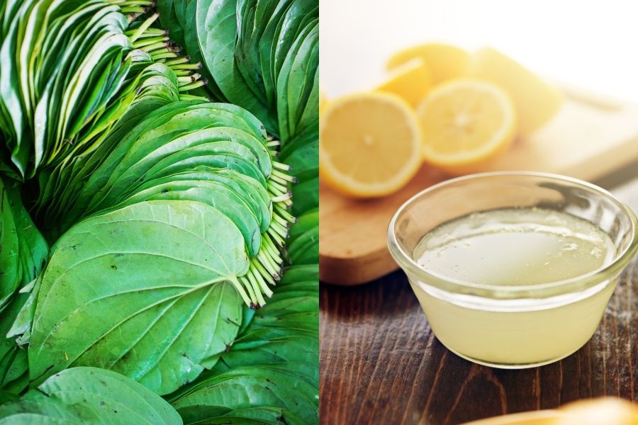 Đắp mặt nạ lá trầu không và nước cốt chanh giúp làm mờ vết thâm, cho da thêm trắng sáng Đắp mặt nạ lá trầu không và nước cốt chanh