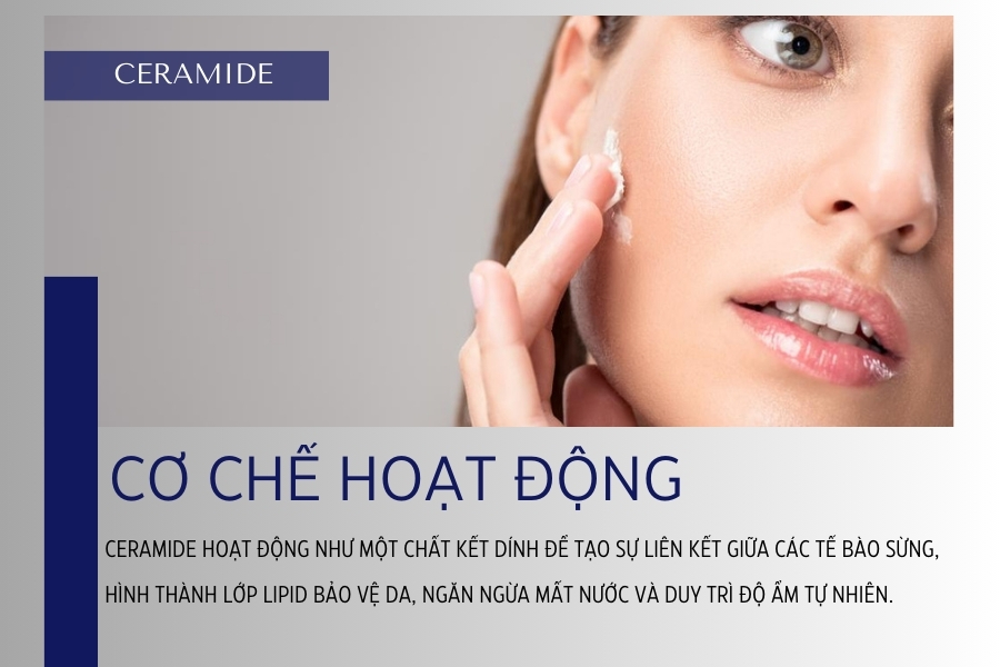 Ceramide hoạt động như thế nào trong da? Ceramide hoạt động như thế nào trong da?
