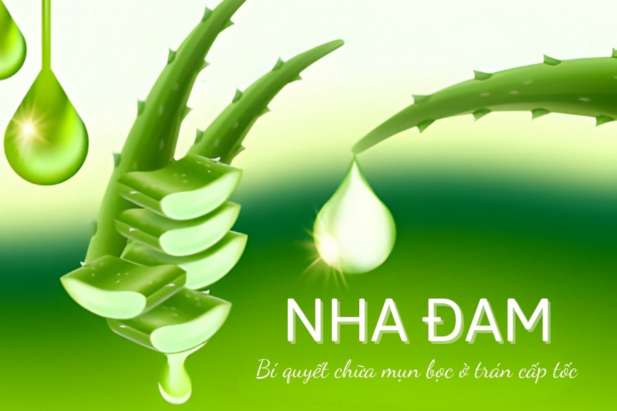 Nha đam được xem là thần dược trong chăm sóc da và điều trị mụn bọc Nha đam được xem là thần dược trong chăm sóc da và điều trị mụn bọc