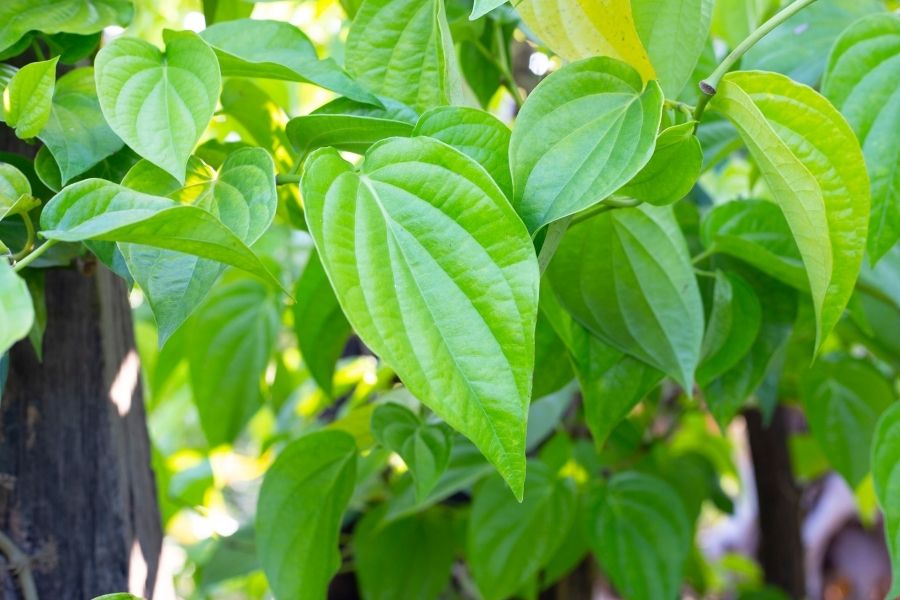 Lá trầu không có tác dụng gì với da mặt? 4 lợi ích bất ngờ 3 Lá trầu không có tính ấm, có mùi thơm và mang nhiều công dụng tốt cho sức khỏe và làn da