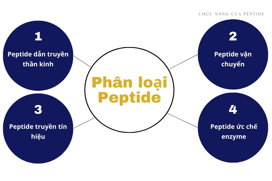 Có bao nhiêu loại Peptide trong mỹ phẩm?