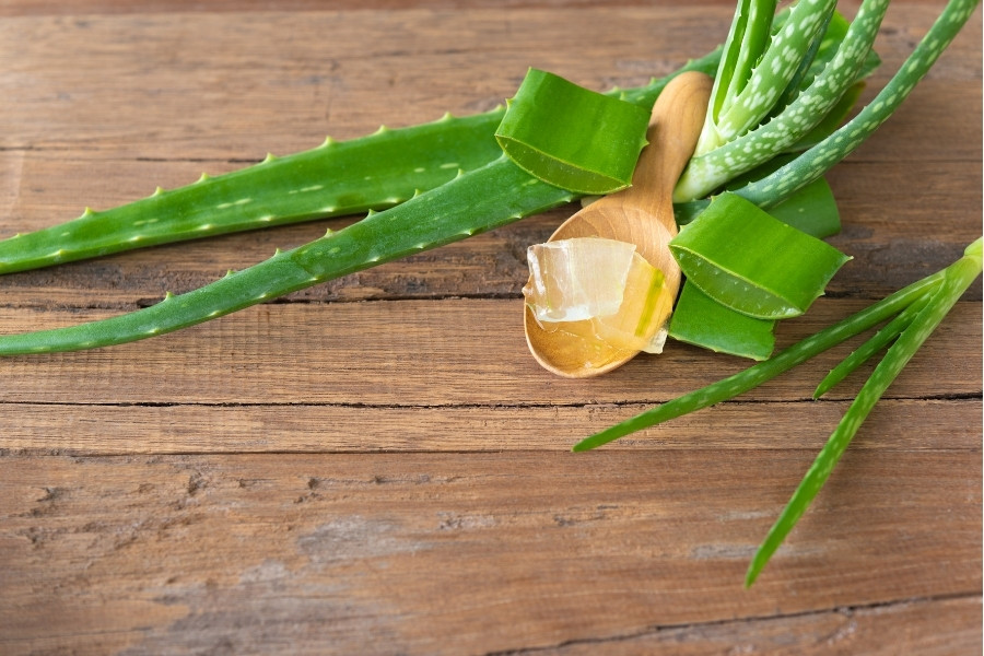 nha đam có nhiều dưỡng chất hỗ trợ chăm sóc da