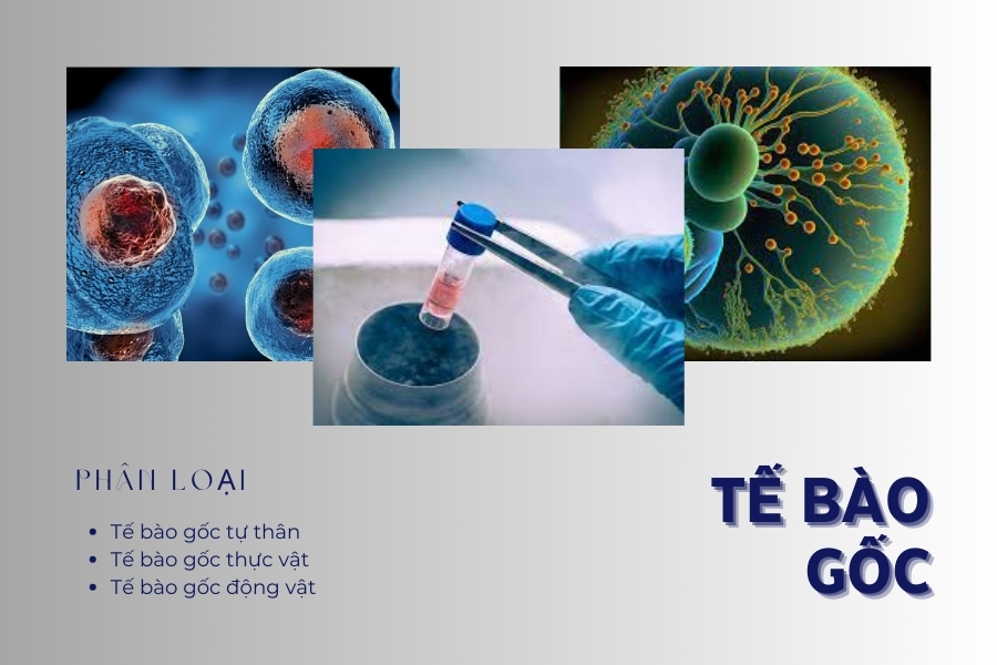 Trị mụn bằng tế bào gốc loại nào tốt? Trị mụn bằng tế bào gốc loại nào tốt?