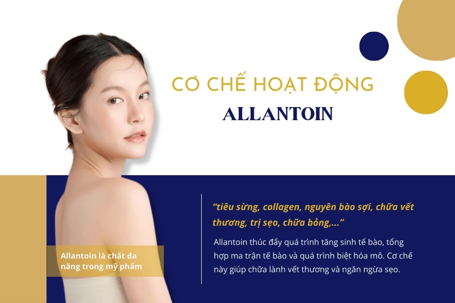Cơ chế hoạt động của Allantoin là gì?