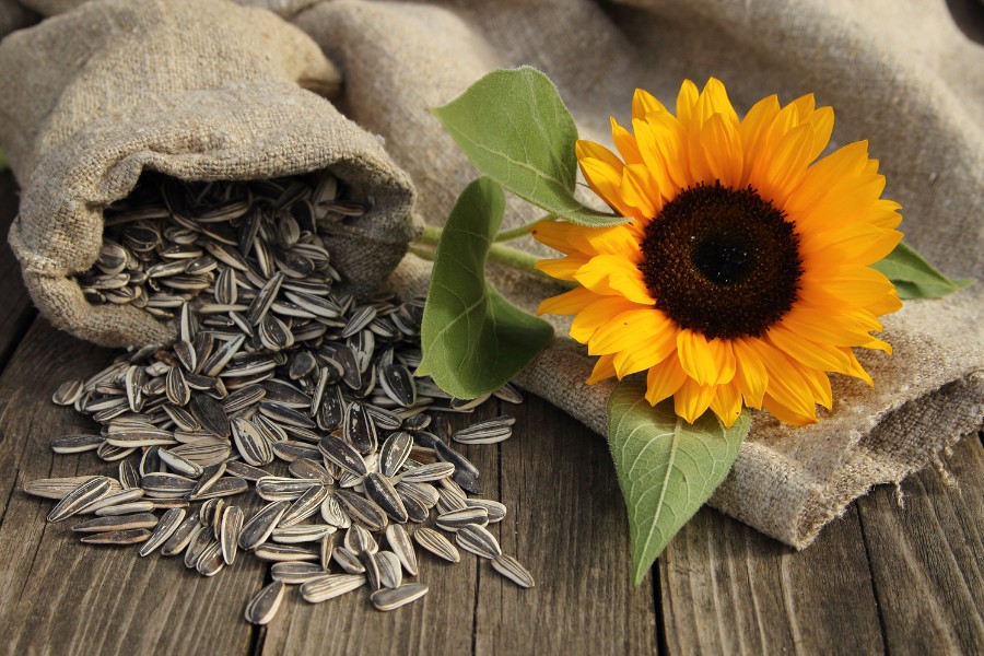 Hạt hướng dương là một trong những thực phẩm tốt cho da phụ nữ Hạt hướng dương: Thực phẩm tốt cho da phụ nữ