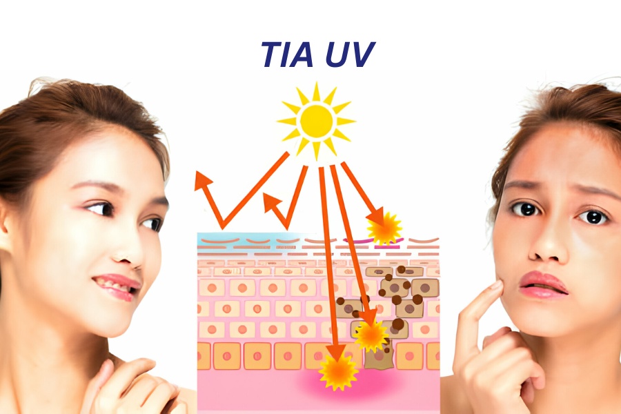 Melanin được tạo ra bởi các tế bào melanocytes