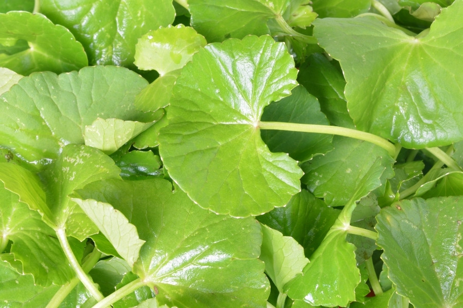 Làm mờ sẹo, ngăn ngừa sạm da bằng rau má an toàn hiệu quả