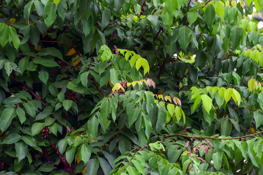 Áp dụng cách trị nấm da an toàn tại nhà với lá khế