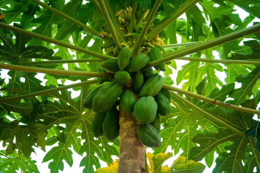 Làm giảm sự xuất hiện vết thâm đen trên da tay bằng đu đủ xanh Làm giảm sự xuất hiện vết thâm đen trên da tay bằng đu đủ xanh