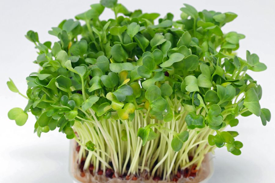 15 loại thực phẩm chống lão hóa da bạn nên bổ sung mỗi ngày 4 Cải xoong có chứa canxi, kali, mangan, phốt pho, và các vitamin như A, C, K, B1