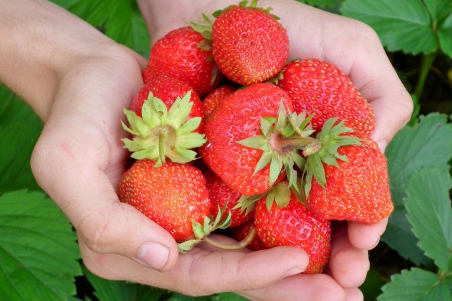 hoa quả tốt cho da