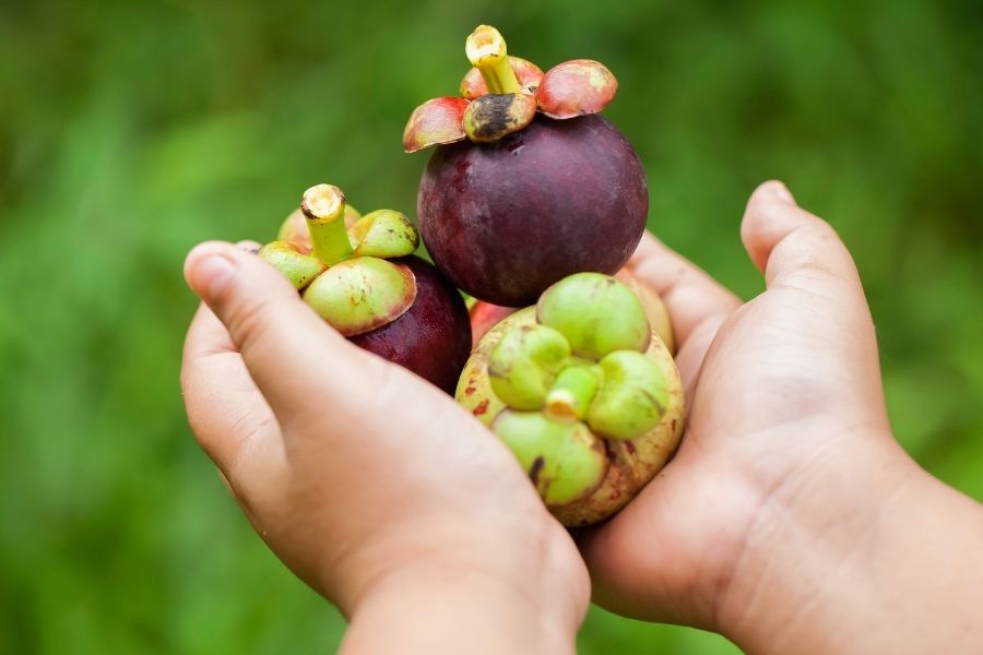 Một số lưu ý khi ăn măng cụt để tốt cho sức khỏe Một số lưu ý khi ăn măng cụt để tốt cho sức khỏe