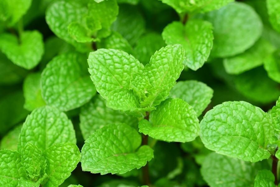 Bôi gì để lông không mọc? Sử dụng lá bạc hà thường xuyên để ức chế quá trình phát triển của lông Bôi tinh chất lá bạc hà giúp lông mọc ít hơn