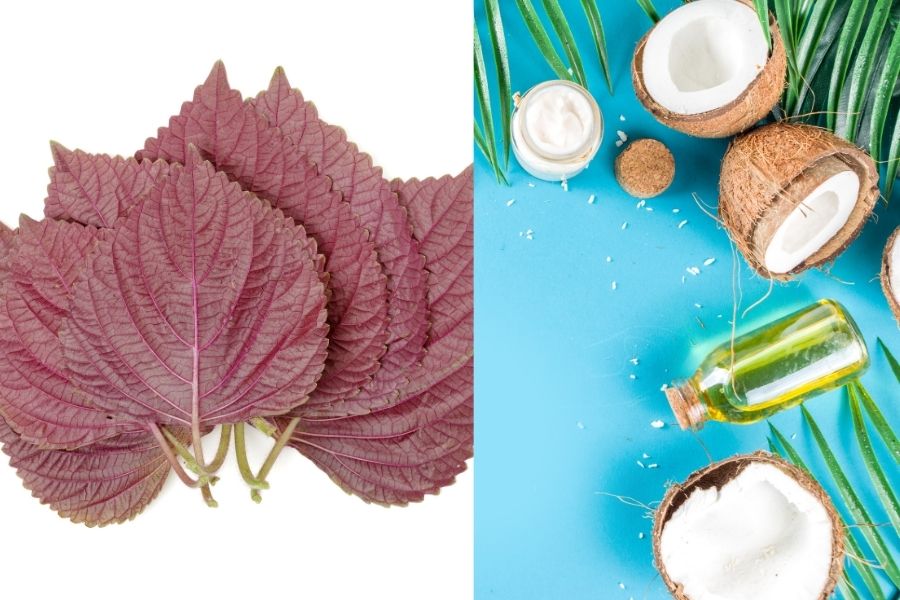 Dùng lá tía tô trị mụn thịt kết hợp với dầu dừa với những bước vô cùng đơn giản Dùng lá tía tô trị mụn thịt kết hợp với dầu dừa với những bước vô cùng đơn giản