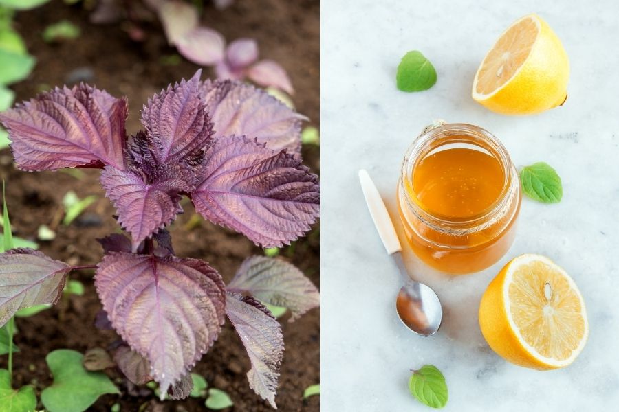 Thực hiện công thức dùng lá tía tô trị mụn thịt kết hợp cùng mật ong và chanh cực kỳ đơn giản Thực hiện công thức dùng lá tía tô trị mụn thịt kết hợp cùng mật ong và chanh cực kỳ đơn giản