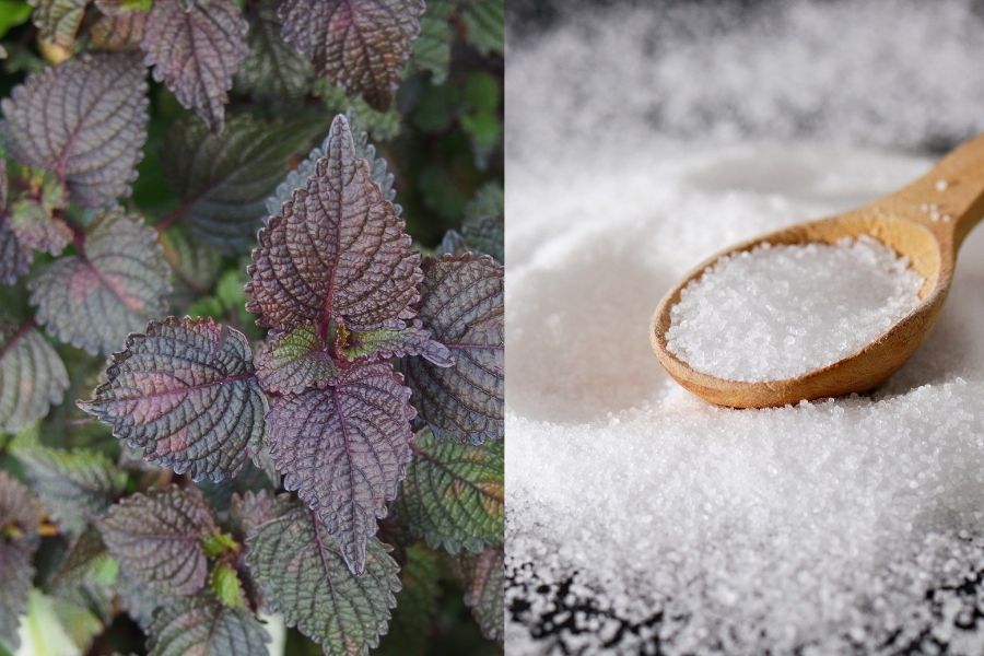 Kết hợp lá tía tô trị mụn thịt cùng với muối tinh giúp kháng viêm, sát khuẩn, se khít chân lông Kết hợp lá tía tô trị mụn thịt cùng với muối tinh giúp kháng viêm, sát khuẩn, se khít chân lông