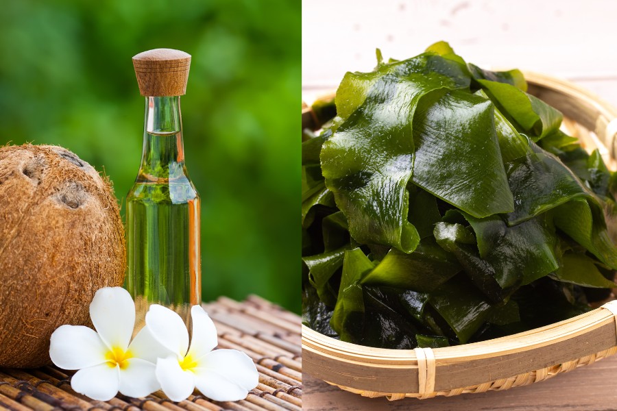 Đắp mặt nạ bằng rong biển và dầu dừa có tác dụng cấp ẩm nuôi dưỡng làn da ẩm mượt Đắp mặt nạ bằng rong biển và dầu dừa có tác dụng cấp ẩm nuôi dưỡng làn da ẩm mượt
