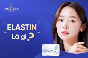 Elastin là gì