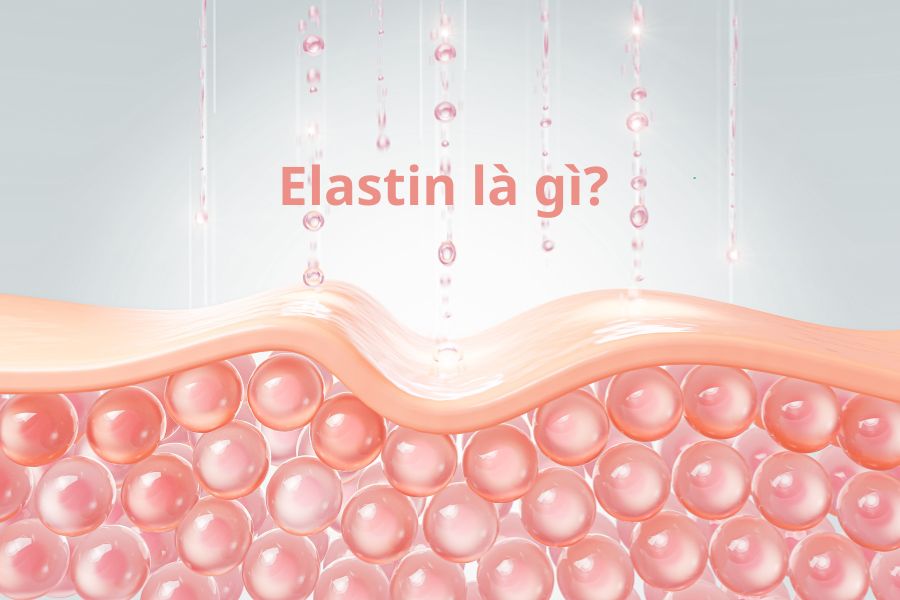 Elastin là gì? Tác dụng của Elastin và cách duy trì chúng 3 Elastin là thành phần quan trọng để duy trì sự trẻ trung cho làn da