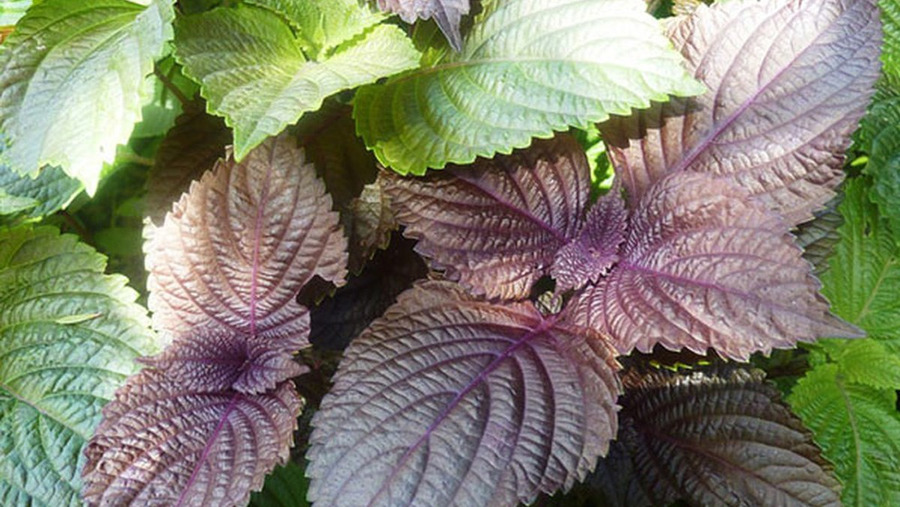 Lá tía tô có khả năng cải thiện sắc tố da, giúp làm mờ các vết thâm nám